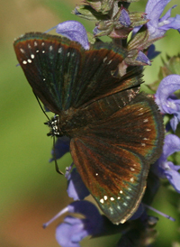 Common Sootywing